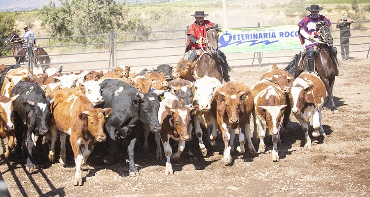 Criadores de Limarí preparan una gran jornada con Día de Campo y Aparta de Ganado