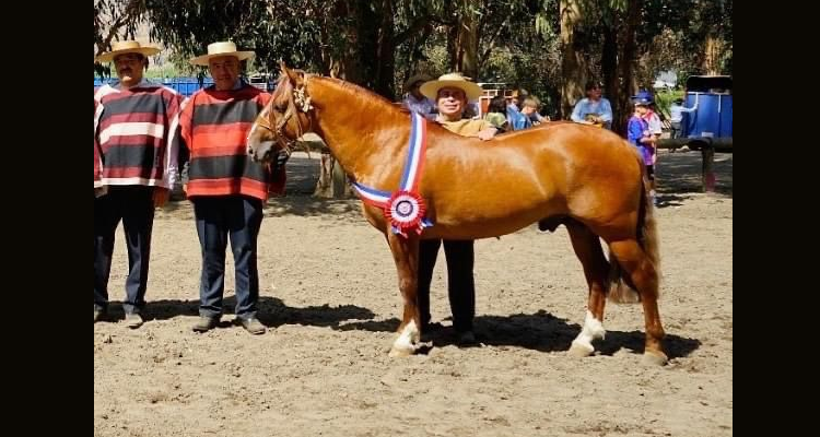 Rama de Rodeo de la U. Santo Tomás Los Angeles remata monta del potro Santa Isabel Oculto