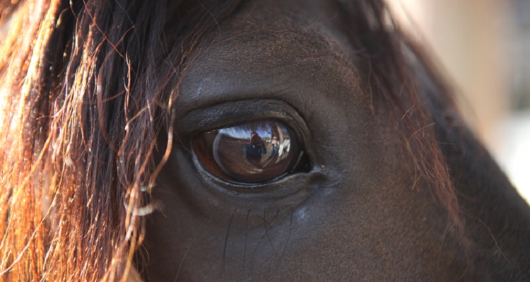 Federación de Criadores tuvo provechosa reunión con la Real Asociación Nacional de Criadores de Caballos de Pura Raza Española