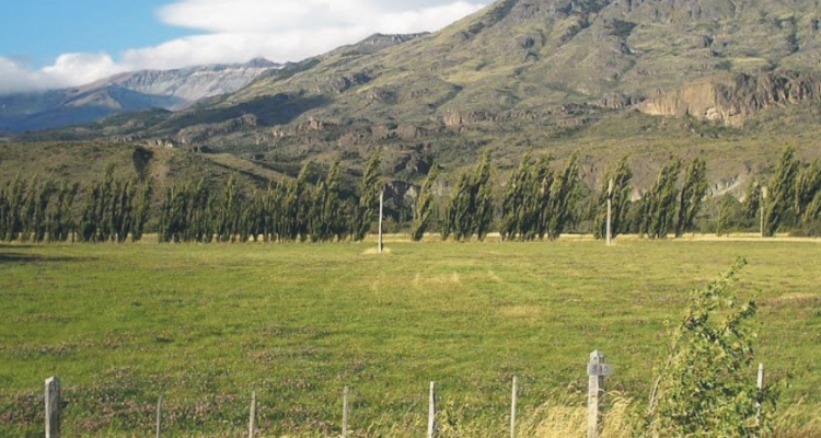 Criadero Lo Miranda tiene este jueves su tercer remate de liquidación