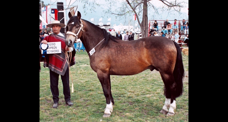 Murió el Malulo, una leyenda de la raza caballar chilena y el rodeo