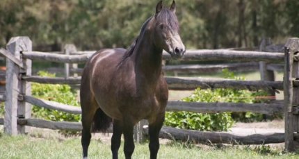 El legado del Malulo, un potro que entró en la historia de la crianza y el rodeo