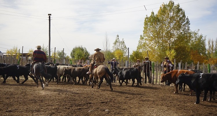 Aparta de Ganado de la Asociación de Criadores de Cautín fue suspendida y será reprogramada