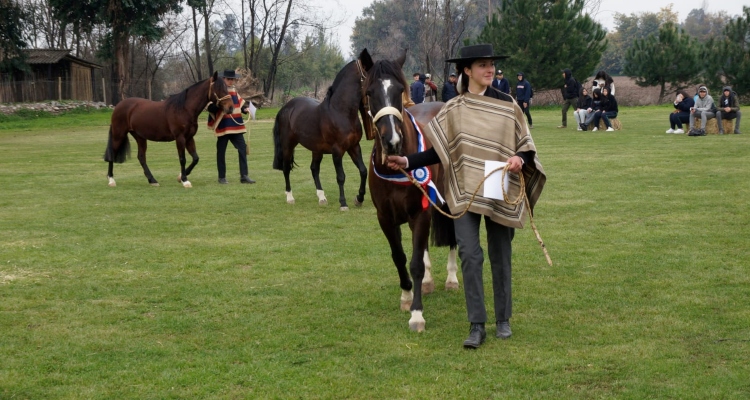 Criadores de Colchagua realizaron muestra sobre el caballo chileno en colegio de San Fernando