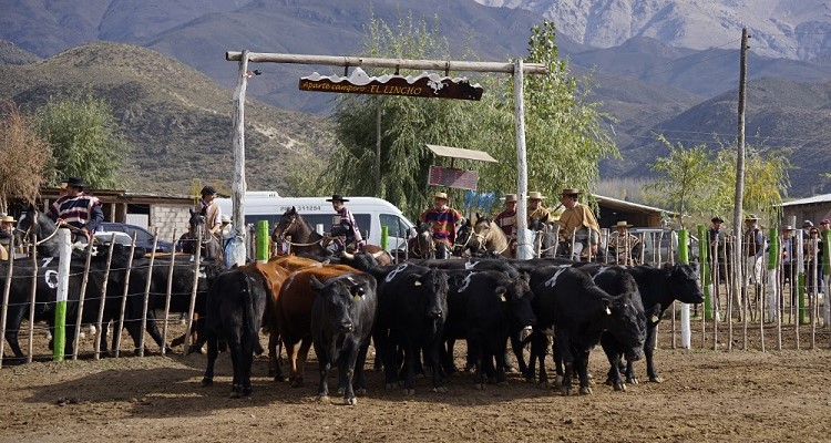 Criadores de Cautín tienen nueva fecha para su competencia de Aparta de Ganado