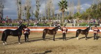Los Grandes Premios de la Expo Semana de la Chilenidad 2023