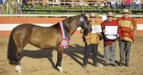 La emoción de la Familia Pérez Serrano tras la gran cosecha en la Expo Semana de la Chilenidad La emoción de la Familia Pérez Serrano tras la gran cosecha en la Expo Semana de la Chilenidad