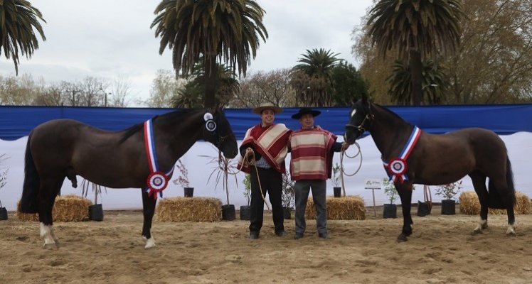 Normando y Favorita también fueron los mejores ejemplares en la Expo Talca