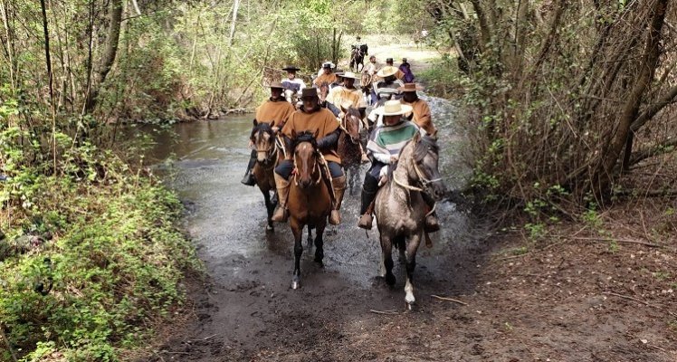 Municipalidad de Cabrero y Criadores de Concepción tienen todo listo para Cabalgata Familiar