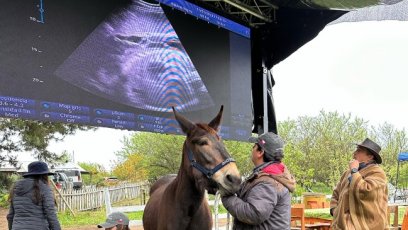 Con gran éxito se realizó la 1ª Feria Internacional Equina del Canal del Caballo