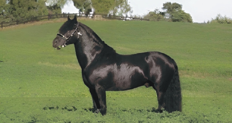 Criadero Las Callanas tiene atractivo remate con caballos corriendo y en trabajo