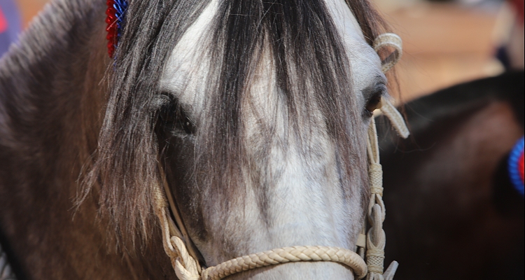 Club Osorno Cordillera organiza su primer rodeo