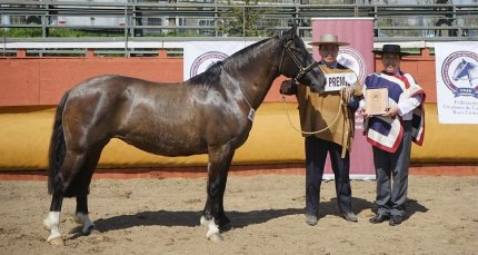 Los premios por categoría de la Expo Semana de la Chilenidad 2023