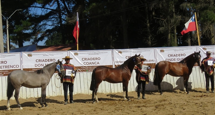 Criadores de Itata preparan su exposición y pruebas funcionales