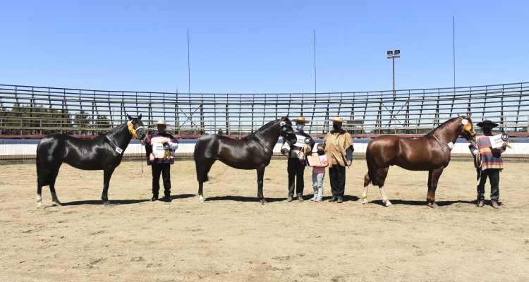 Inscripciones para exposición y rodeo de la Asociación de Criadores de Malleco