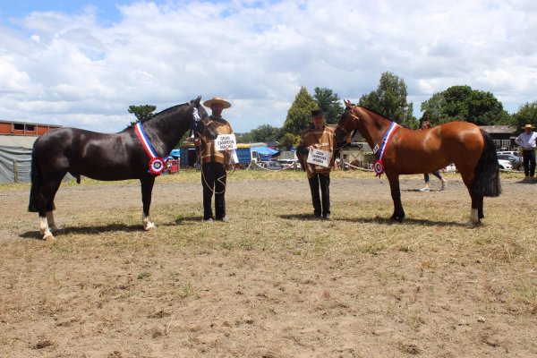 Asociación de Criadores Llanquihue y Palena invita a participar en su exposición en Puerto Varas