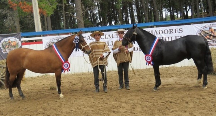 Fujitiva y Optimo ratificaron su calidad como los mejores ejemplares en la Expo Itata