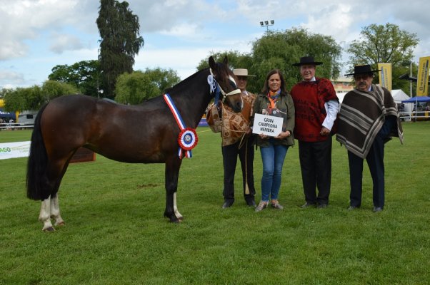 SAGO Fisur 2023 tendrá exposición, rodeo para criadores y grandes espectáculos ecuestres