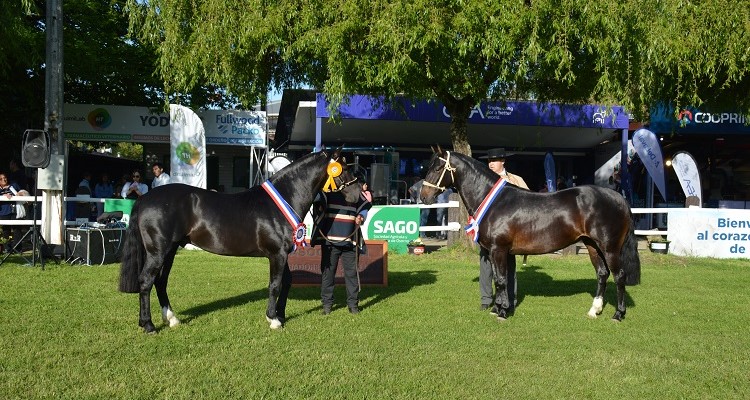 Rio Claro Barda Negra y Las Callanas Descoronte se impusieron en la Expo Sago Fisur