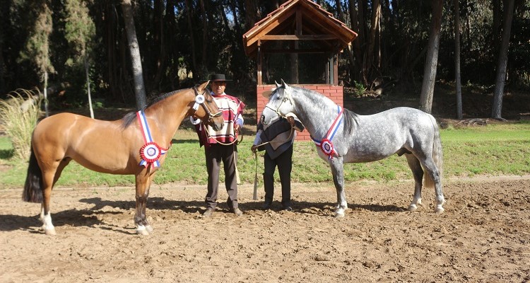 El Tani Omega y Don Max Mañanero reinaron en la Expo Quillota