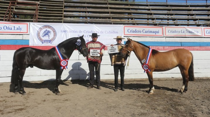 Expo Linares culminó con la coronación de Bacán y Canela II en Longaví