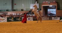 Las 40 mejores fotos del lente de Jaime Ramírez en la visita a España de los Criadores Chilenos