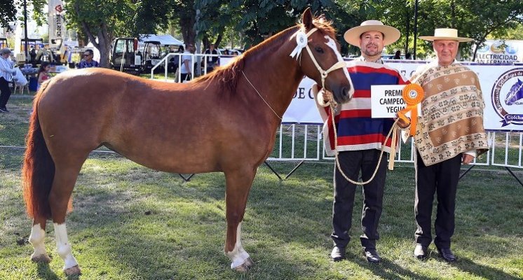 Las enormes alegrías del Criadero Tierra Noble en Melipilla y Colchagua con su Princesa