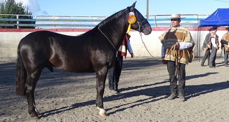 Descoronte y Patroncita impusieron su gran calidad en la Expo Llanquihue y Palena