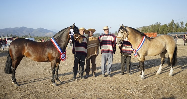 Chicuelo y Amor Eterno volvieron a conquistar la Expo Petorca para el Criadero Las Callanas