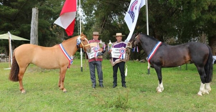 Buen Trago y Esquiva destacaron en la Expo Ancud-Chiloé