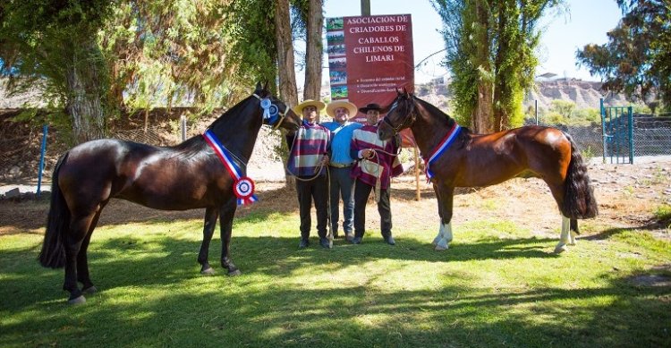 Gitano y Siempre Sí defendieron con éxito su corona en la Expo Limarí