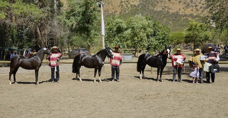 Asociación de Criadores del Maipo inició preparativos para su Exposición