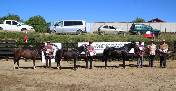 Exposición y Pruebas Funcionales harán los Criadores de Arauco en Carampangue