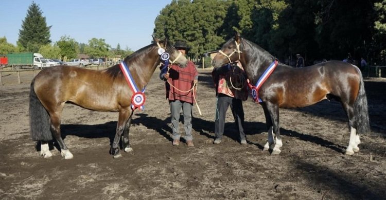 Con Mañanera y Berrinche como ganadores culminó una gran Expo Concepción