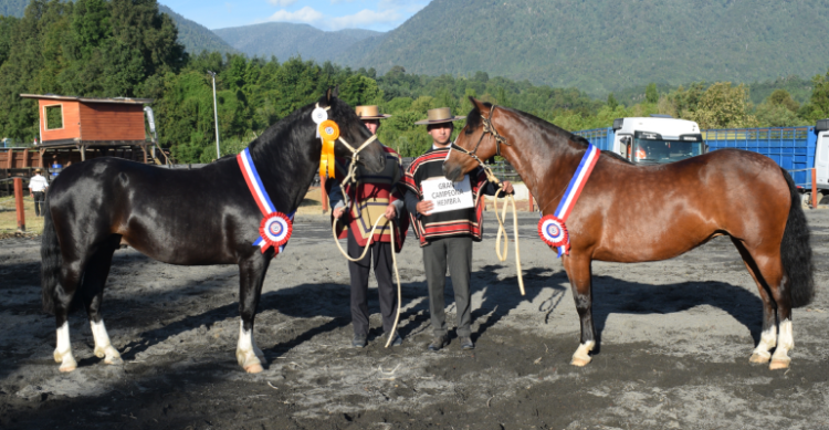 Alucarpa Alhaja II y El Libertador Jerarca ganaron la Expo Futrono