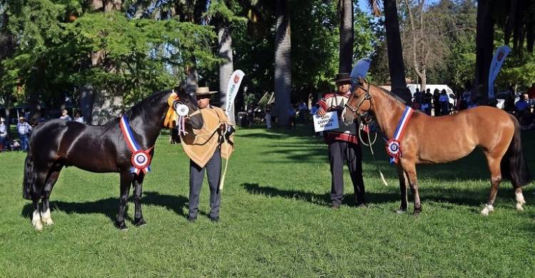 Bosquejo y Omega, Grandes Campeones de la primera Expo Cuyo