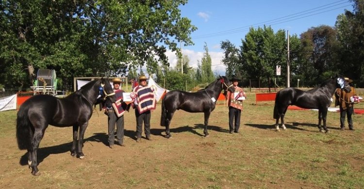 Criadores de Ñuble están listos para vivir tres días de intensa actividad