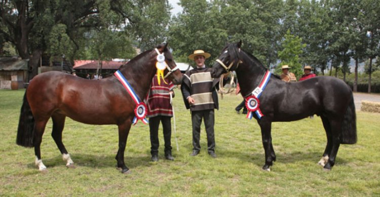 Expo Cordillera regresa con gran evento en Pirque