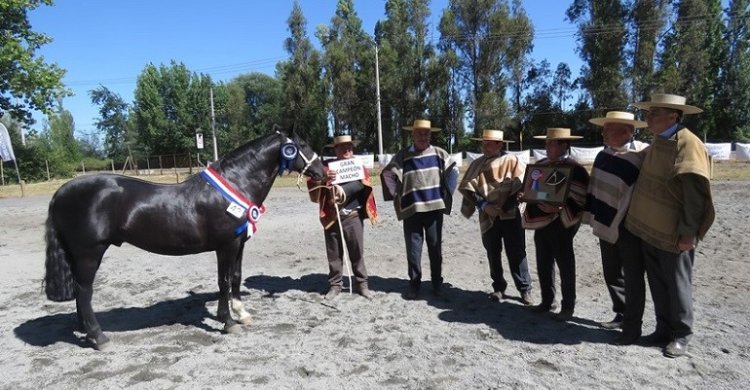 Justiciero y Mañanera impusieron sus virtudes en la concurrida Expo Ñuble