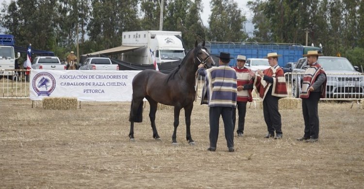 Criadores de Petorca arman con entusiasmo su segunda exposición de la temporada