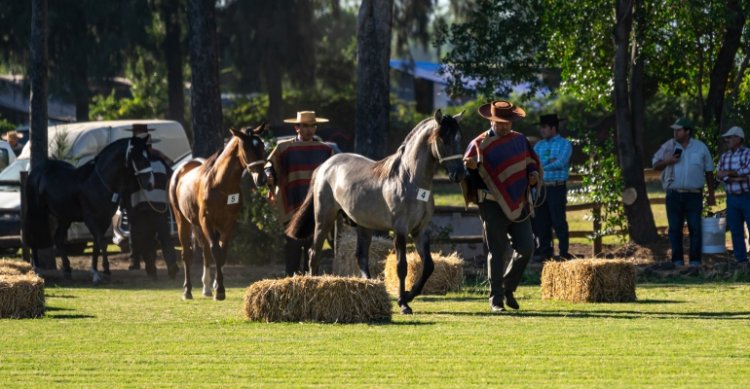 Este martes cierran inscripciones para Final Nacional de Exposiciones de Caballos Raza Chilena