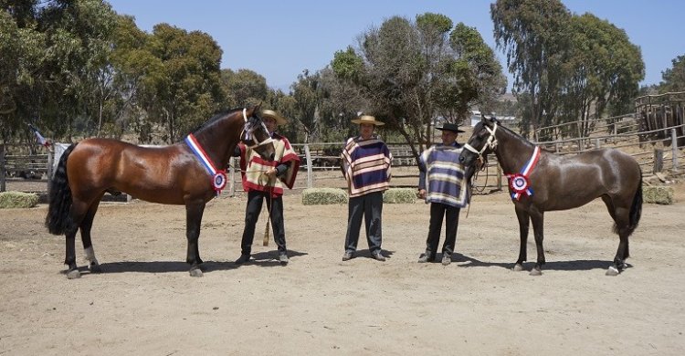 Talentoso y Manta Al Hombro serán grandes representantes de Petorca en la Expo Nacional