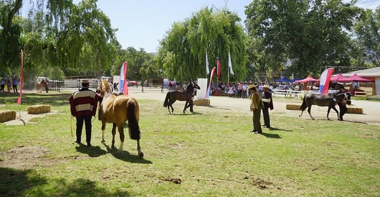 Expo Choapa tiene un atractivo programa para la última fecha de la temporada