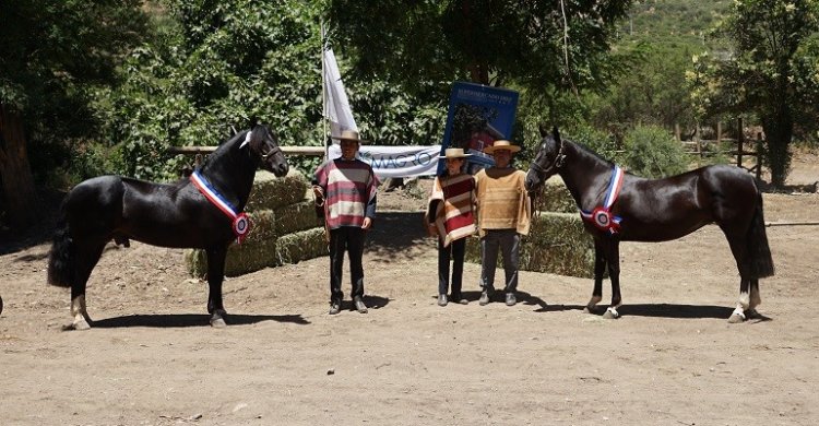 Don Orlando y Diligencia se llenaron de elogios en la Expo Maipo