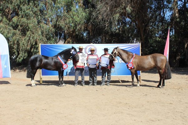 Don Orlando y Tacaña en Domingo, familia de campeones que triunfó en la Expo Choapa