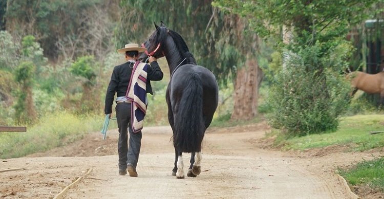 Criadores de Quillota, Casablanca y Melipilla realizan campaña para ayudar a damnificados