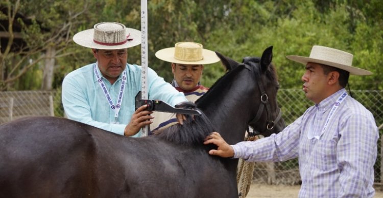 Comisión Admisión revisa los ejemplares participantes en la Expo Nacional