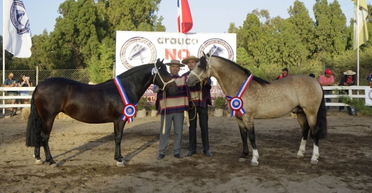 Doble triunfo de Las Callanas en Catapilco: Chicuelo y Amor Eterno ganaron la Expo Nacional 2024