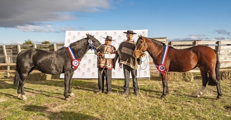 Criadores de Magallanes se alistan con entusiasmo para su Expo en Río Verde