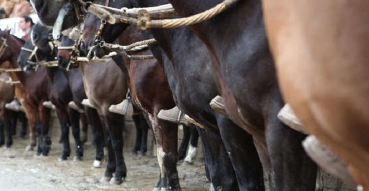 Asociación de Criadores de Cautín realizará cabalgata familiar con hermoso trayecto